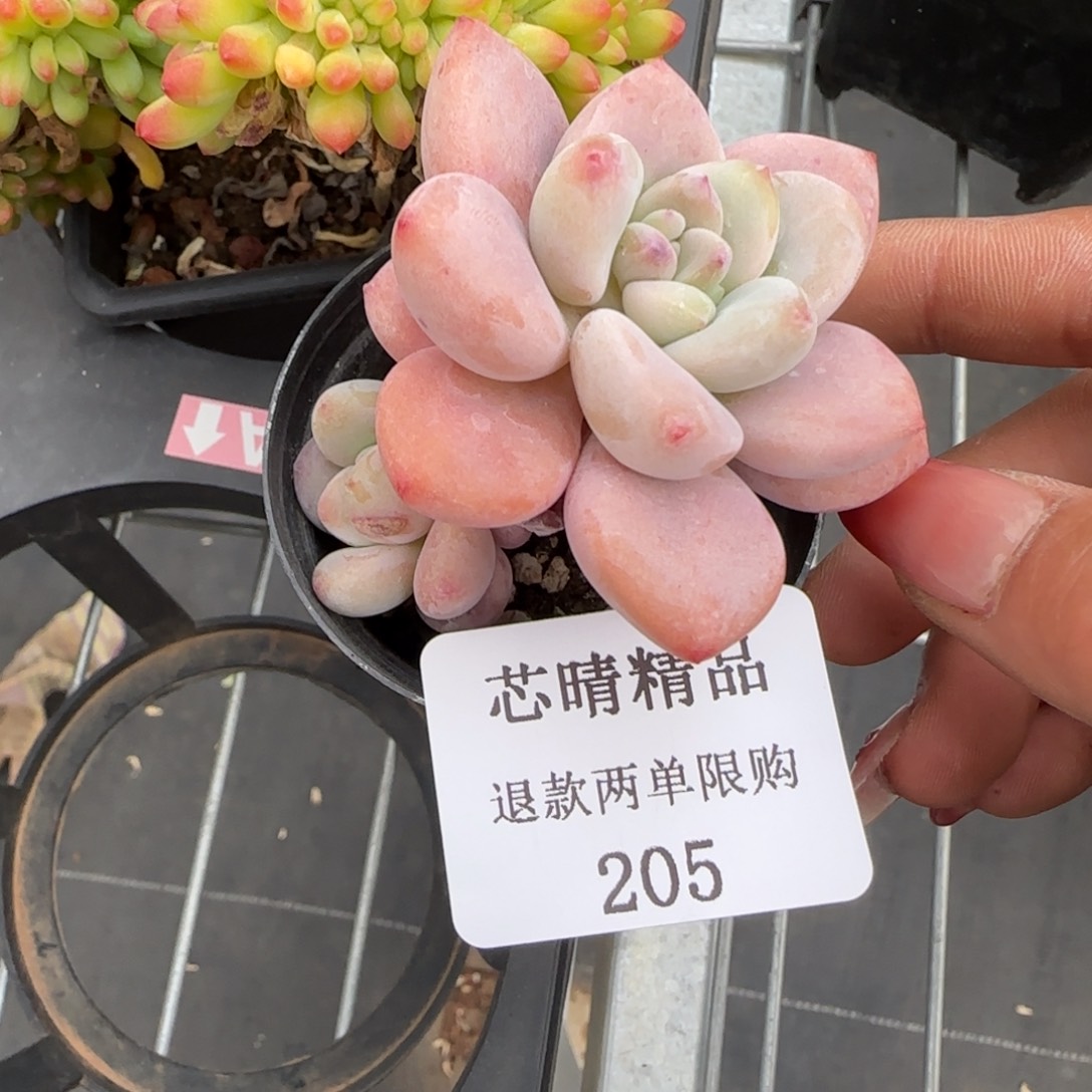 闪购精品多肉205号