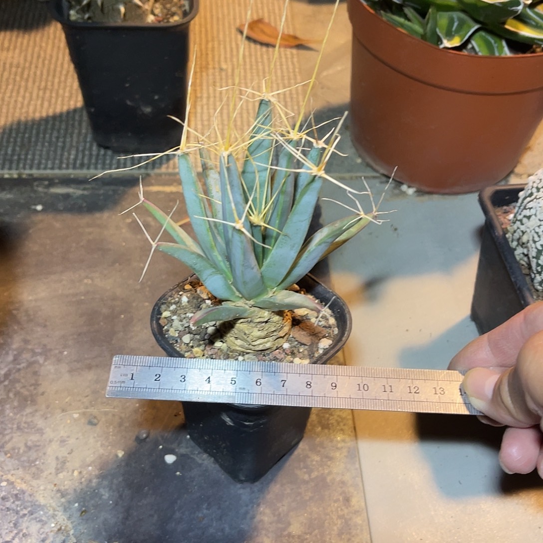 实生光山四大名球之一