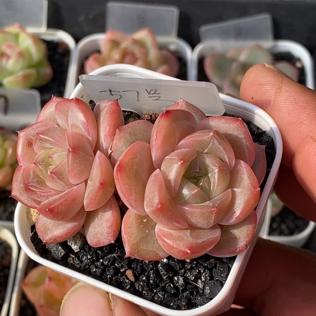 天官赐福百无禁忌