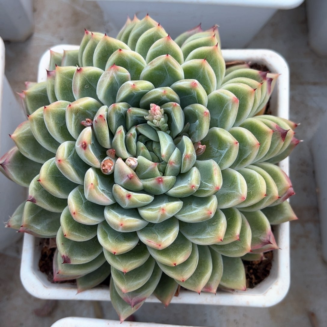 冰山雪莲多肉植物