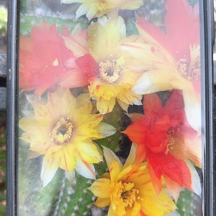 双色白檀小20包邮仙人球26