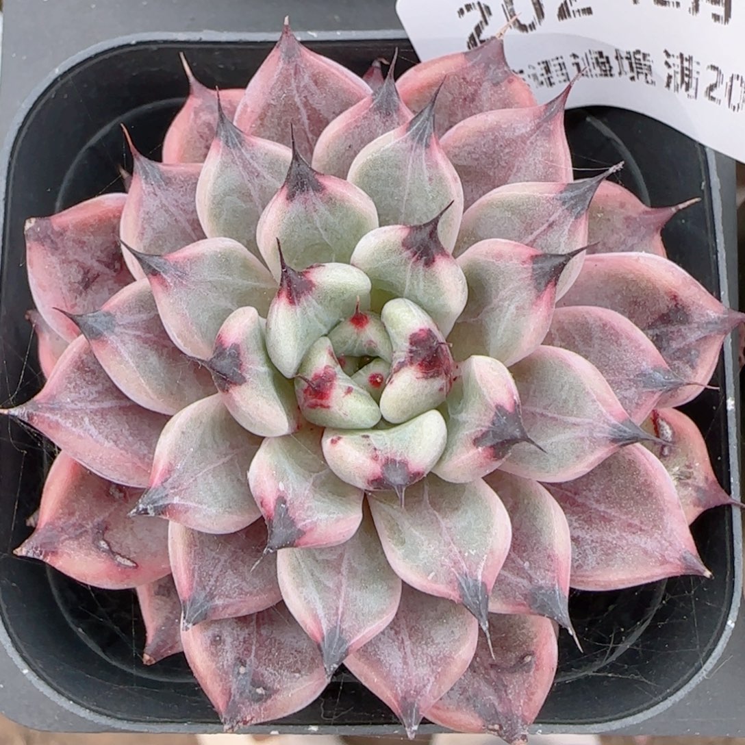 花语多肉1213-202龙神