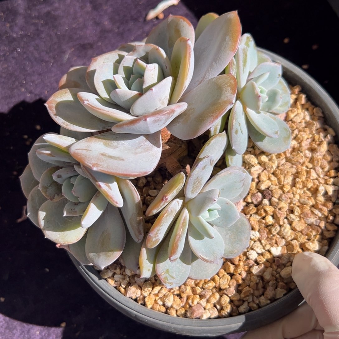 新年快乐 新年快乐