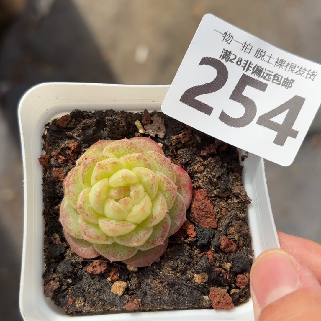 血斑麦秆无盆土发货