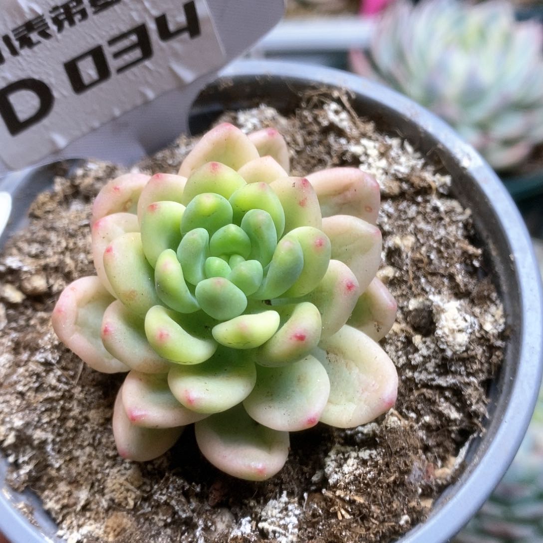 034香格里拉锦锦锦锦锦锦