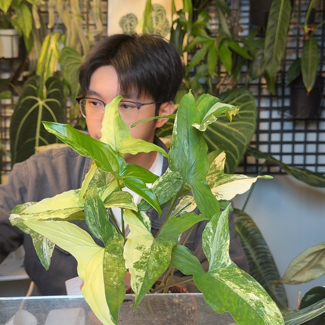 完全开放白锦合果芋V111