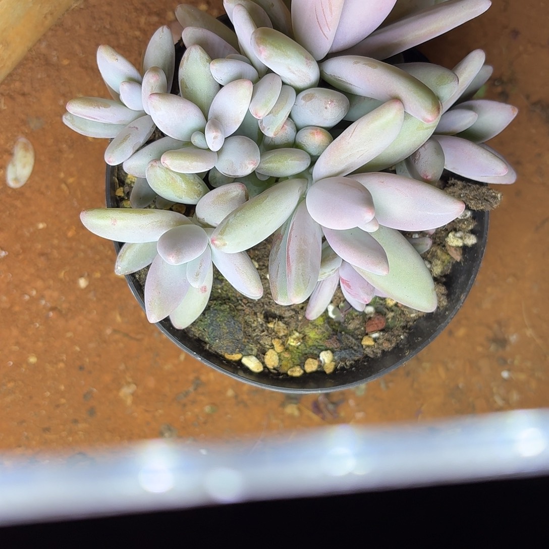 多肉植物企鹅群的