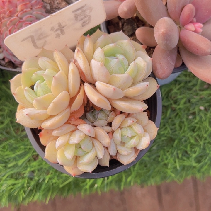 健健康康平平安安