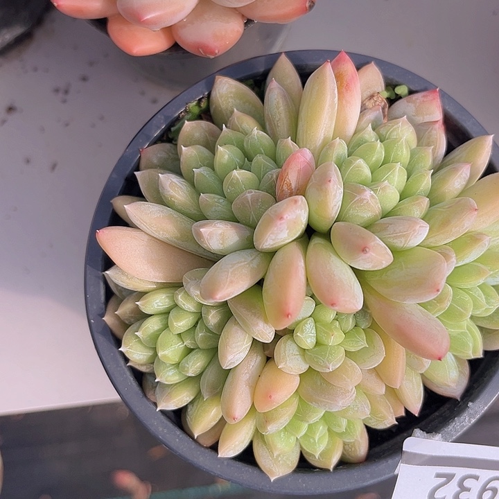 百达翡翠0932多肉植物