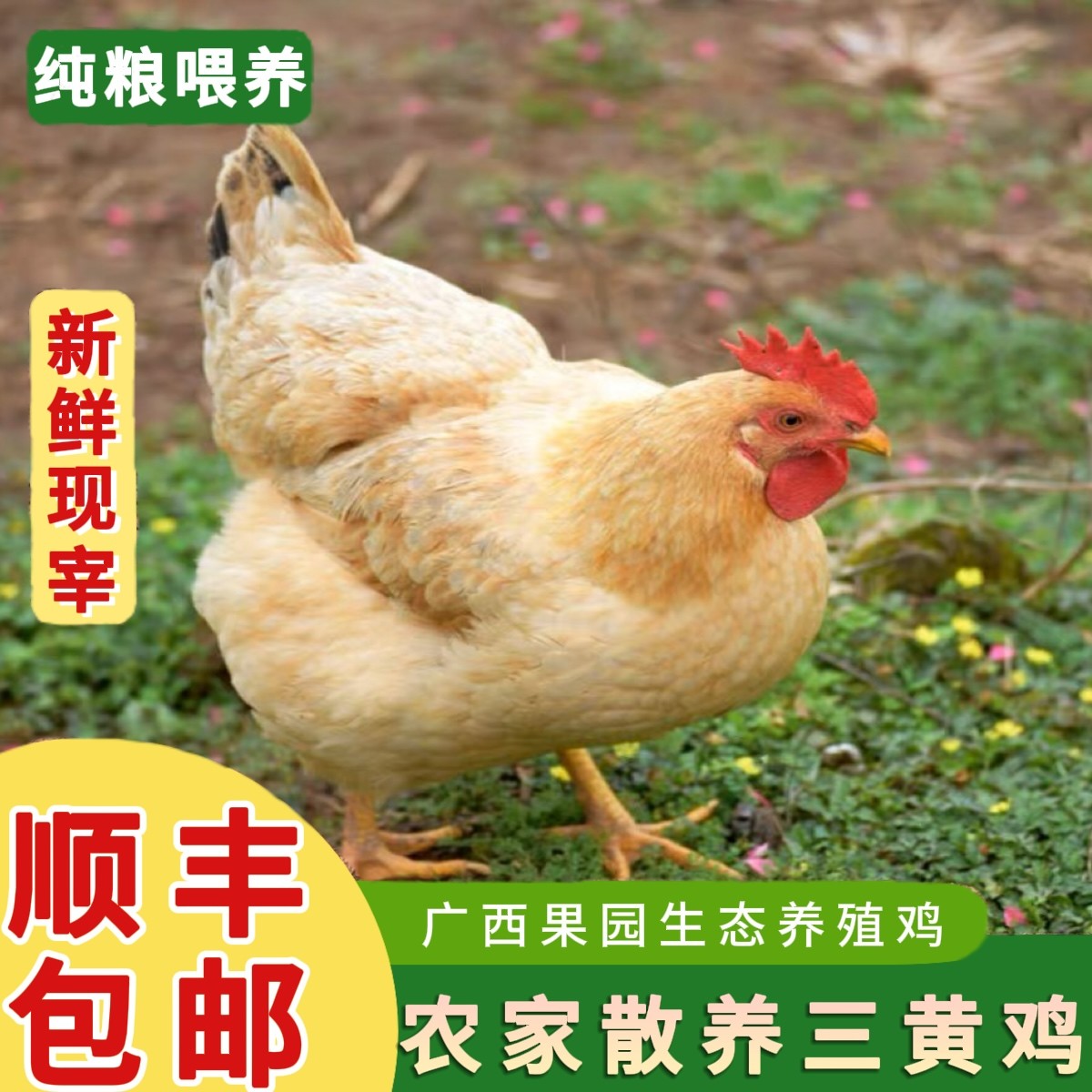 【手工现杀】广西正宗三黄母鸡果园散养下蛋鸡月子鸡230天 新鲜现杀