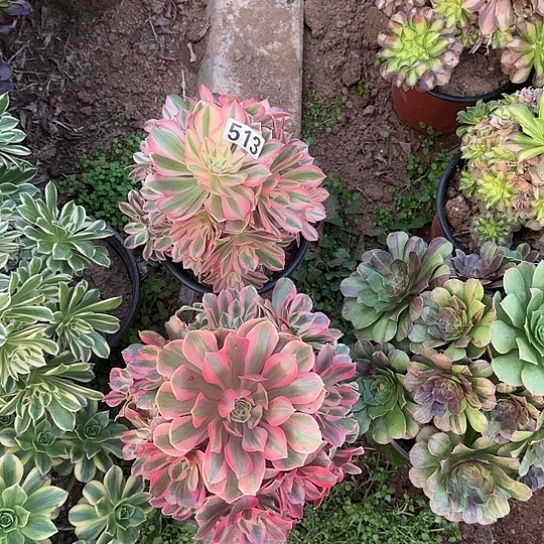 无花朵女巫套餐513号不包断枝