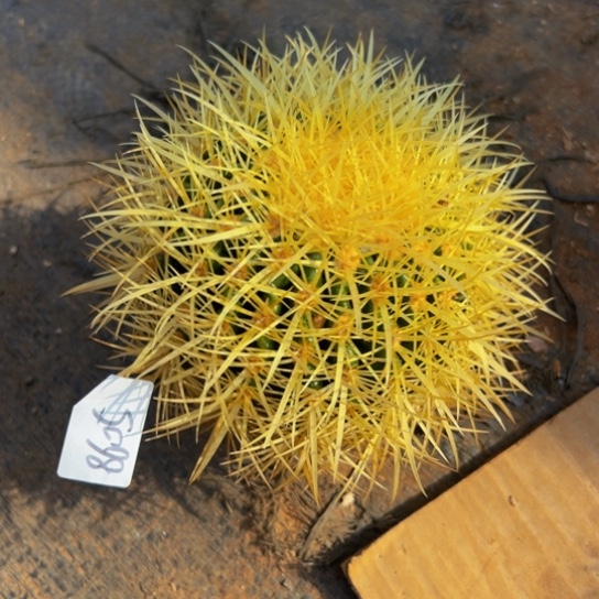 8605狂刺怒虎大福利