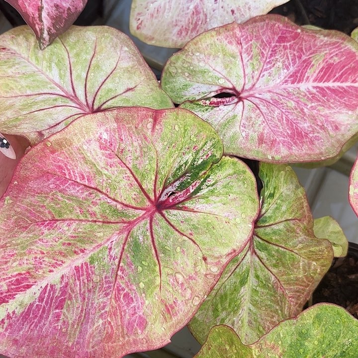 52-0417草莓杏仁饼彩叶芋广东现货