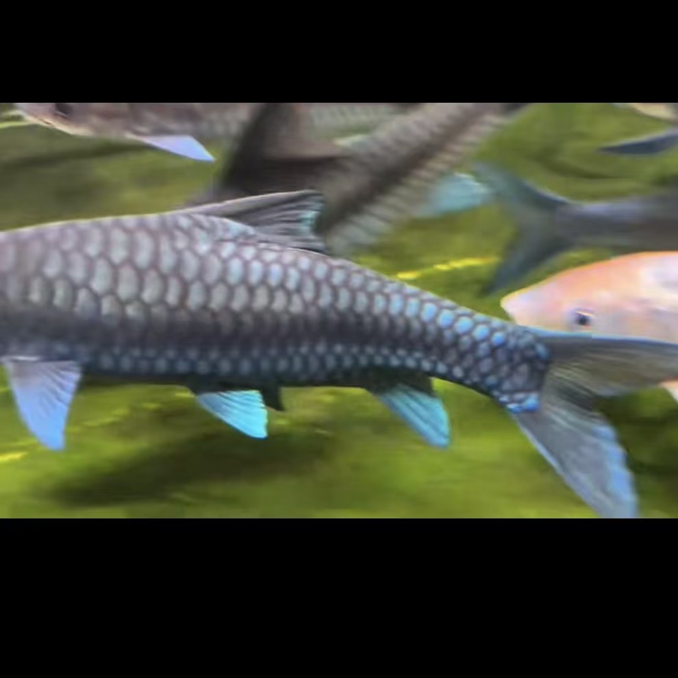 [蓝友吉罗]异口鱼苗