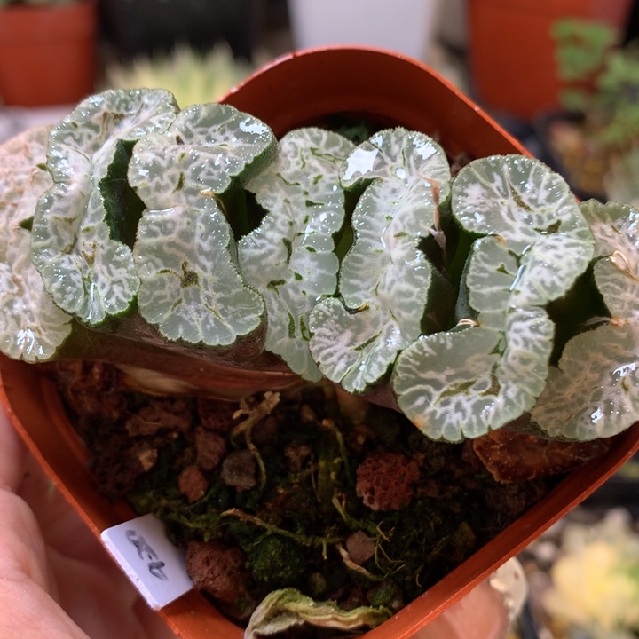 守冰玉扇带盆土发货