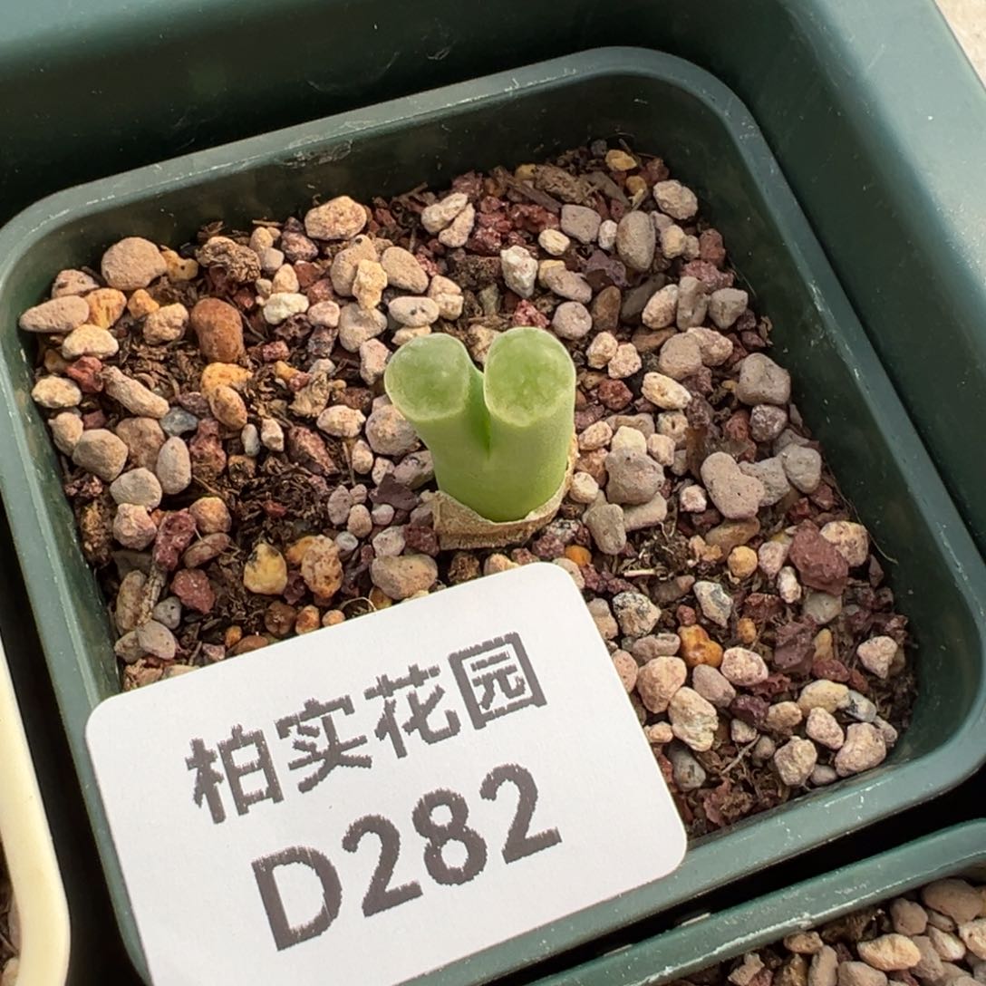 282/。         捡漏场