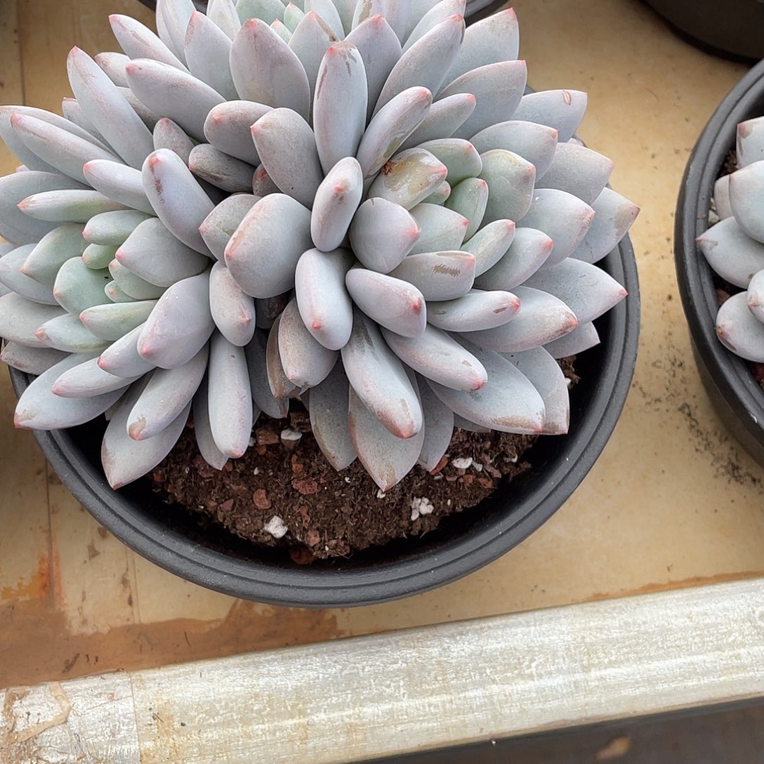 那***事半夏美人群2672号