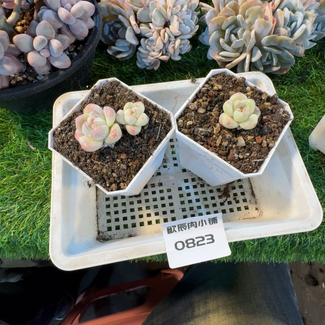 哈***嘻多肉植物冰玉0823