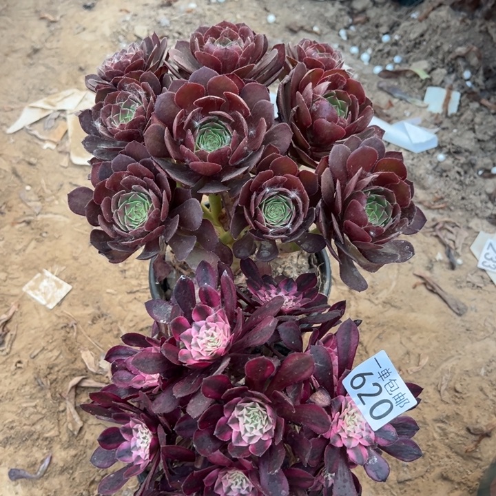 无花朵620万圣铜➕铜壶白1