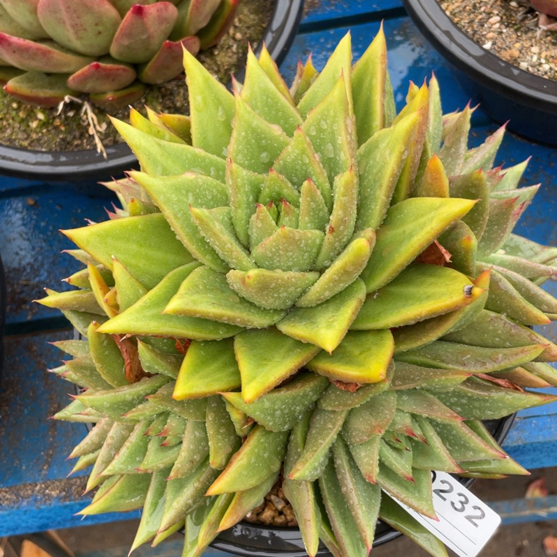 无花朵若如东云组拍D232