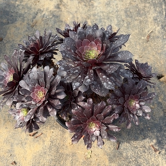 多肉植物黑茼壶有断18