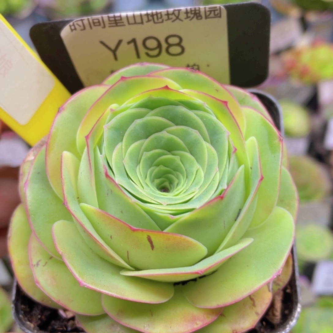 妩媚娘玫瑰一物一拍198