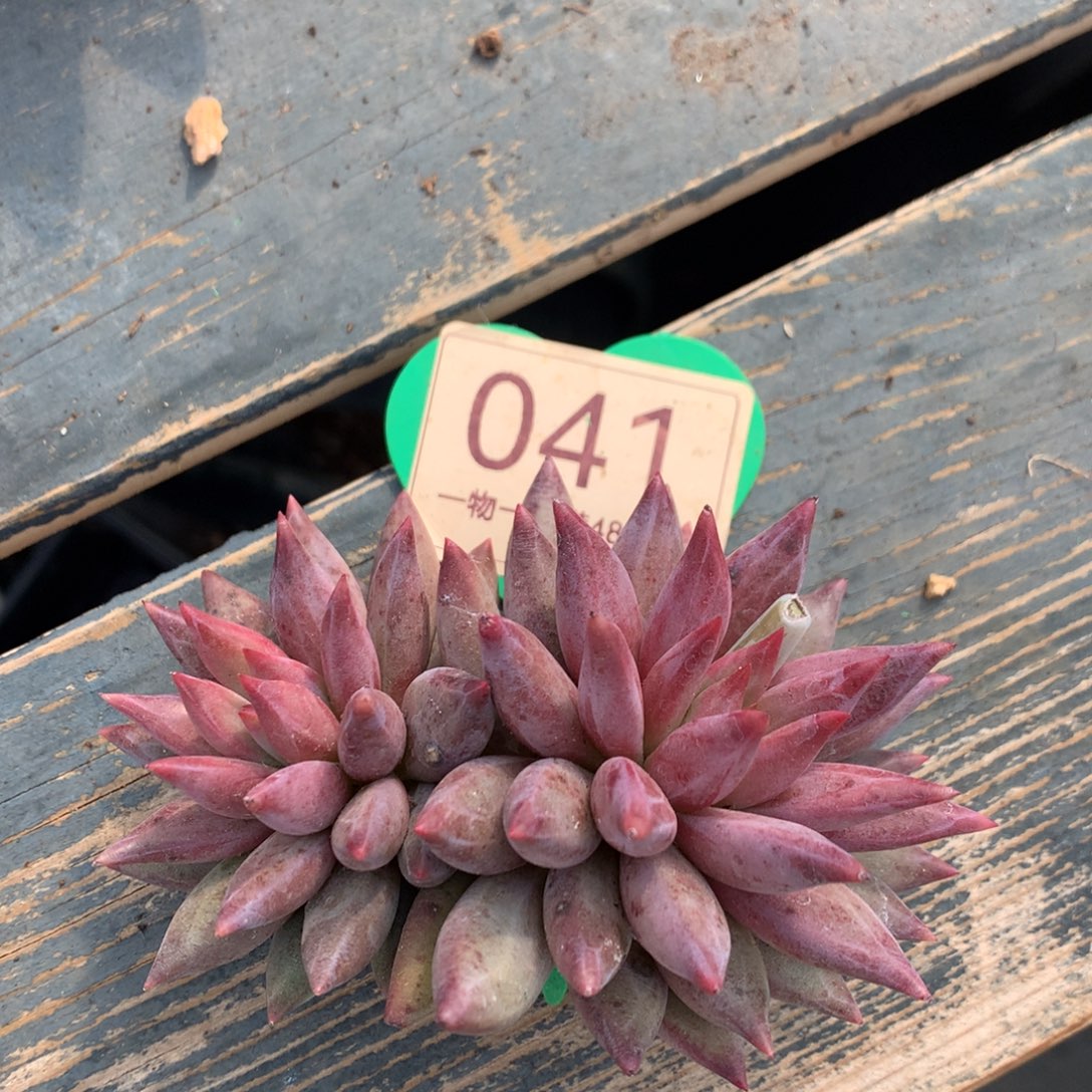 虞美人羽毛纹开播福利041