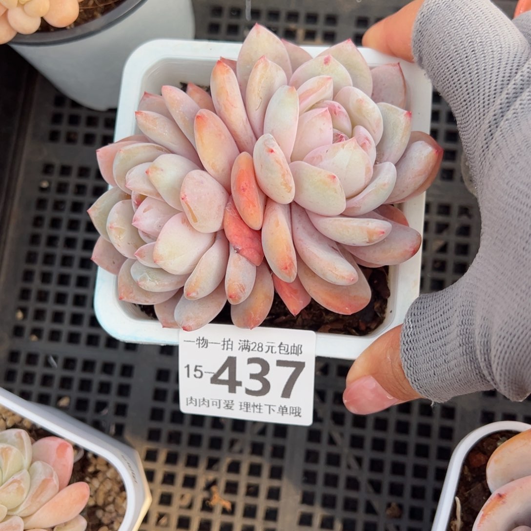 橙梦露多肉多肉多肉多肉