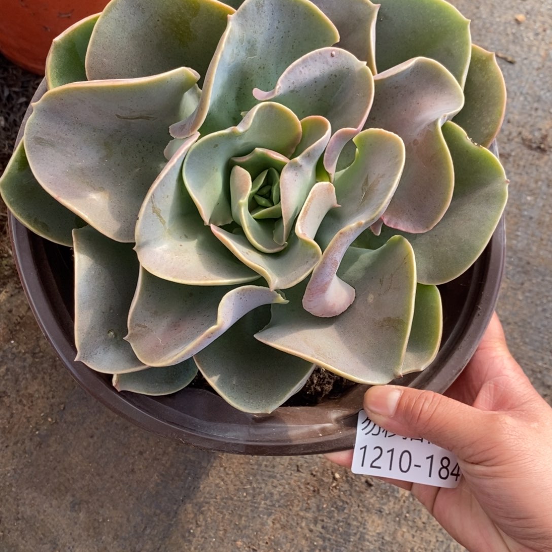 麦**?两单包邮1210-184不知名