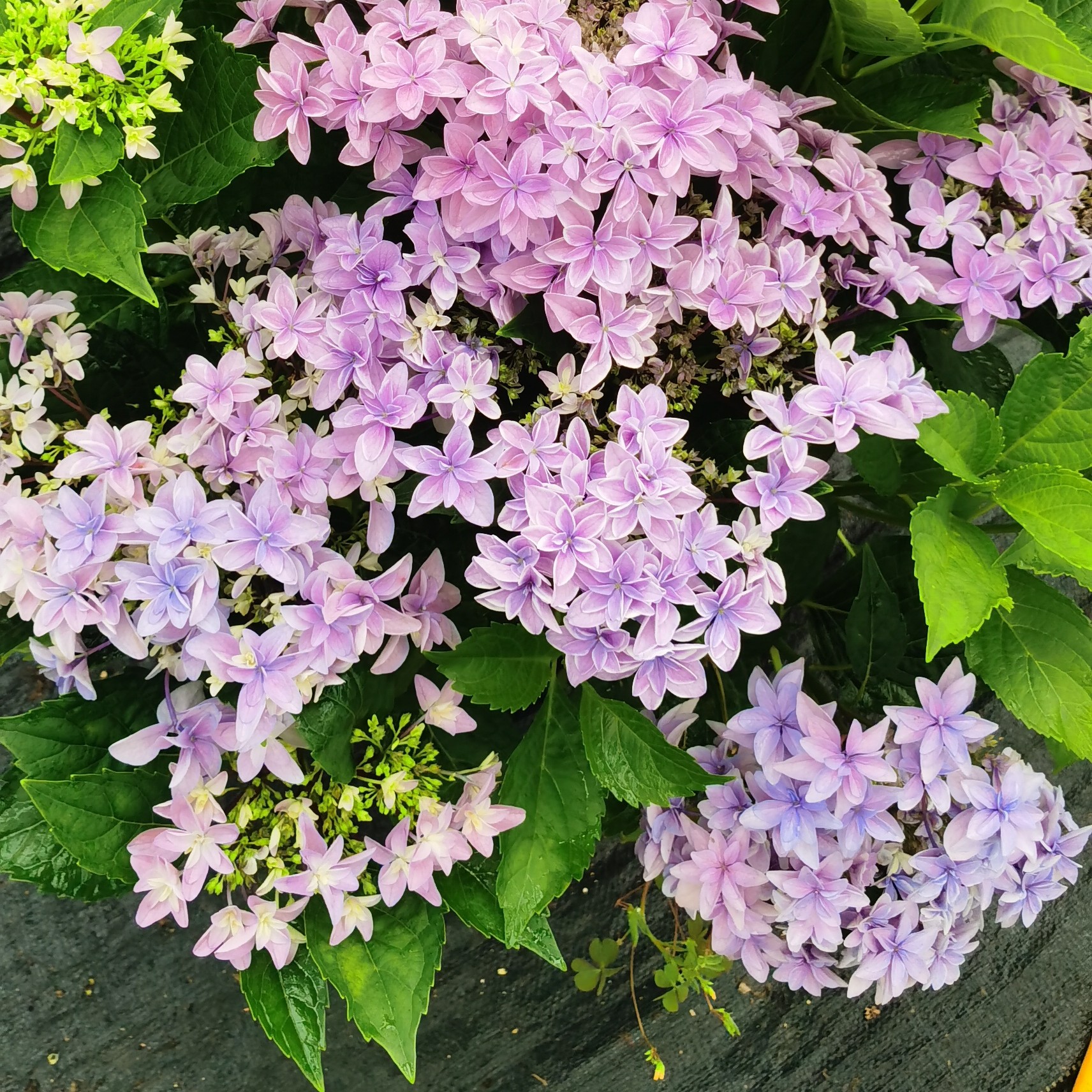 5加仑天书绣球花带盆带土适合阳台庭院盆栽地栽一物一拍