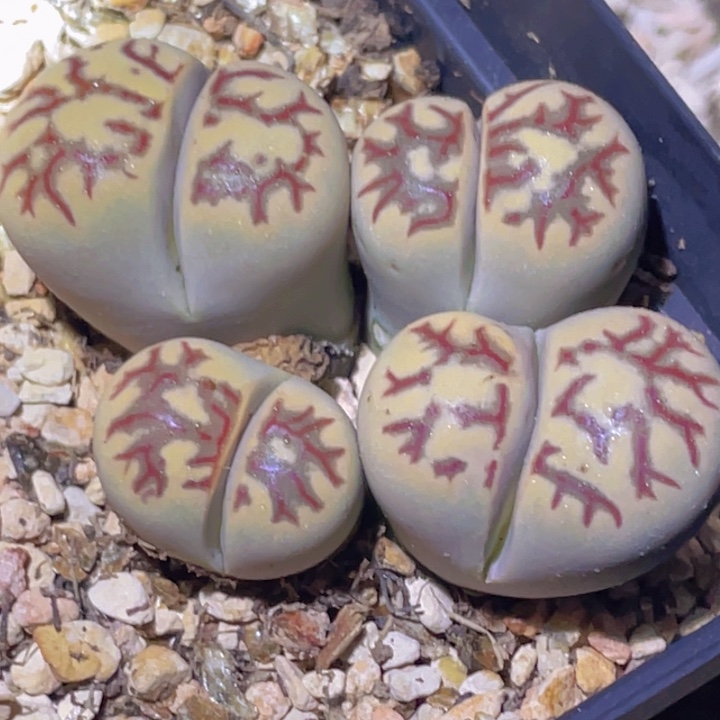 455888885865858845785