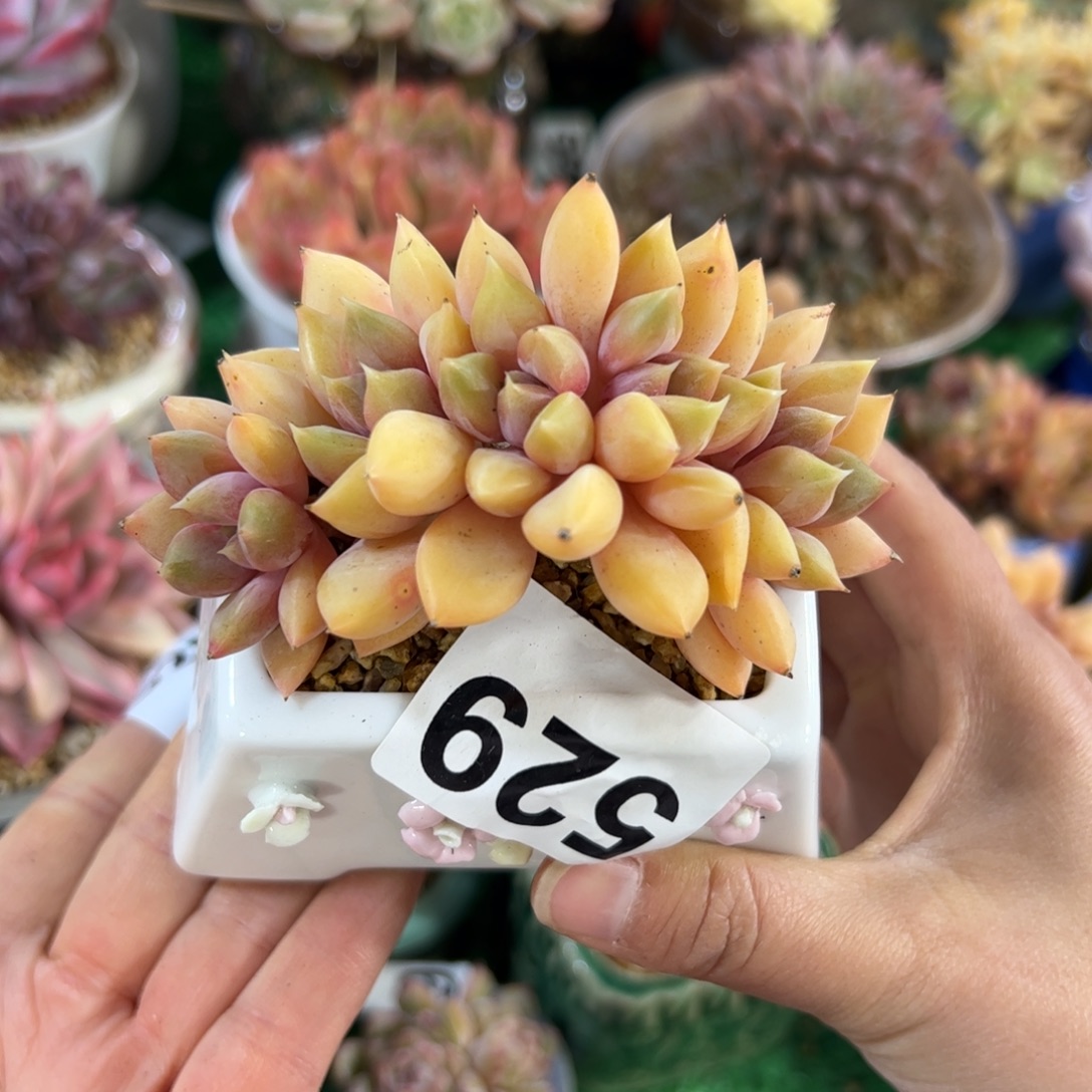 ****一529带盆38包邮一物一拍