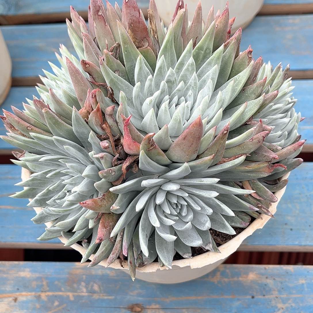 刘丹二代杂老桩多头群生