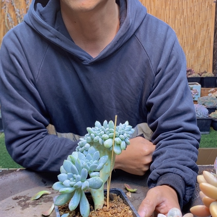 啷***琅323号号奶糖多肉植物