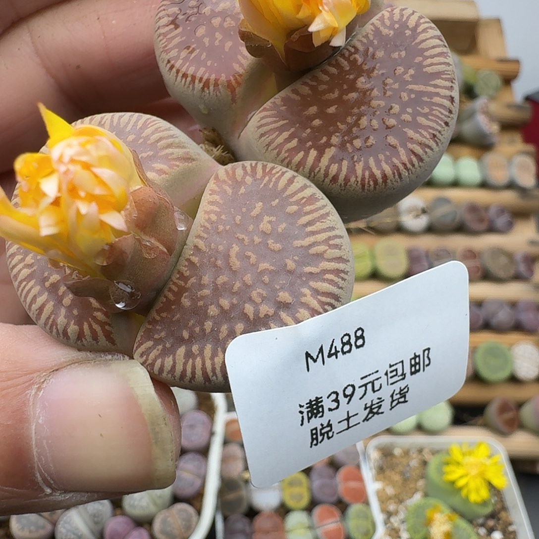 488多肉哈哈哈哈哈哈哈