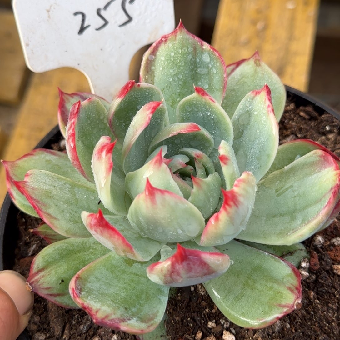 惊鸿一物一拍包装收缩花旱255