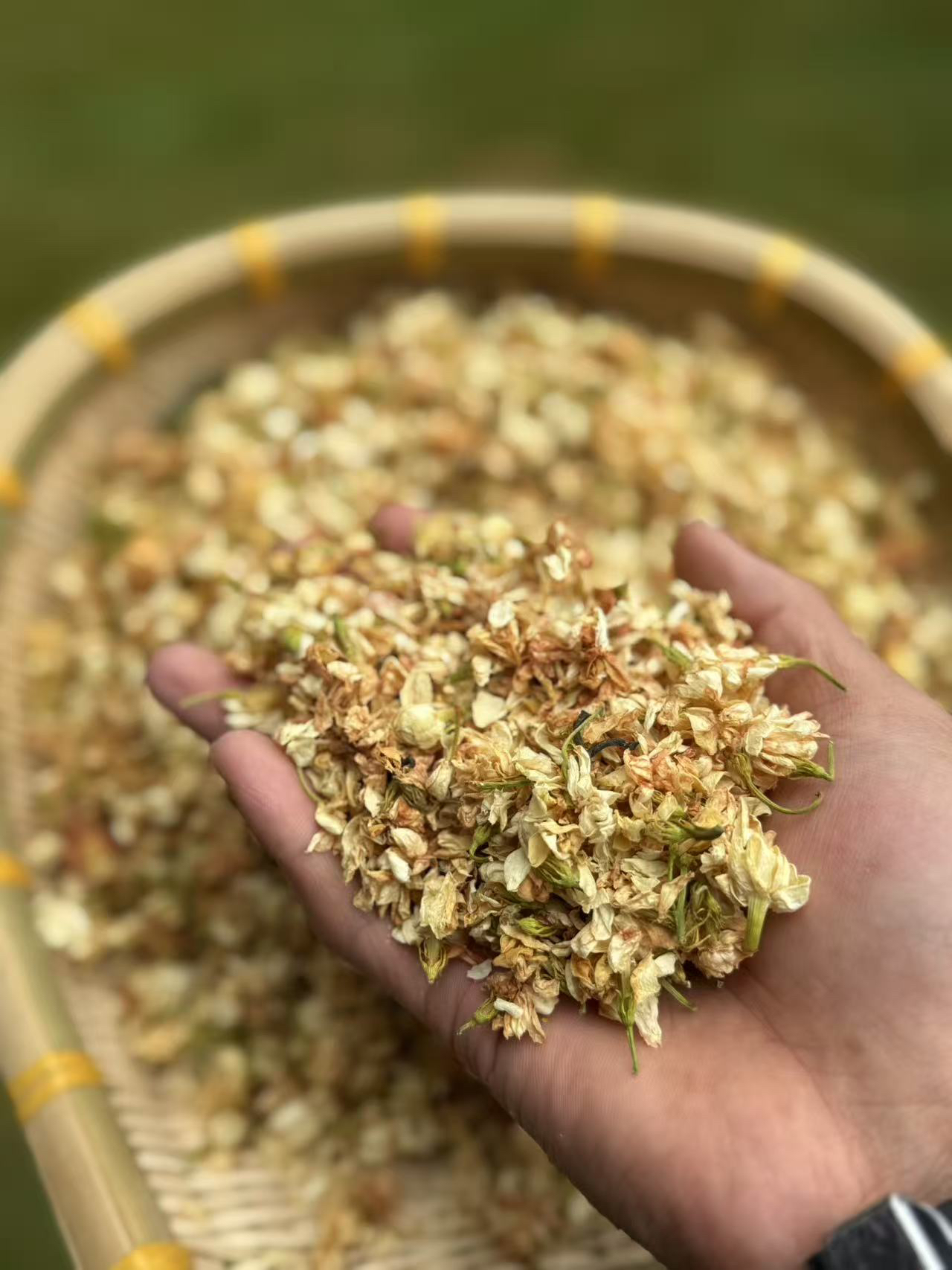 【大个山货】云南茉莉花茶