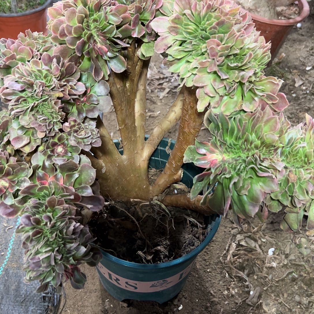 多86肉植物香菲缀花