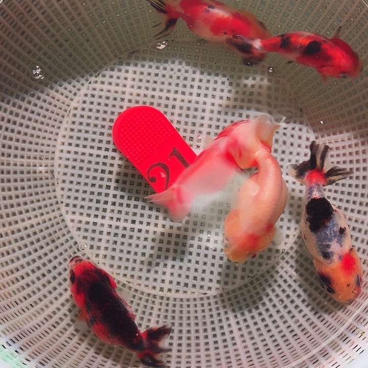 金鱼21号尺寸4-5区间