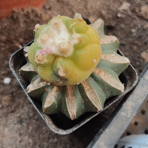 041海鲜锦仙人球