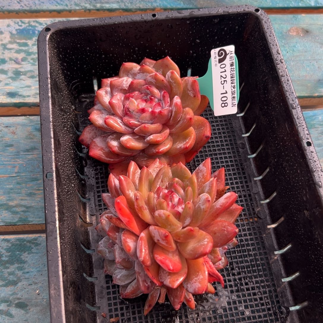 多肉一物一拍0125-108