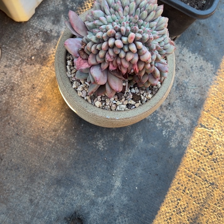 爱***肉然的多肉一物一拍068