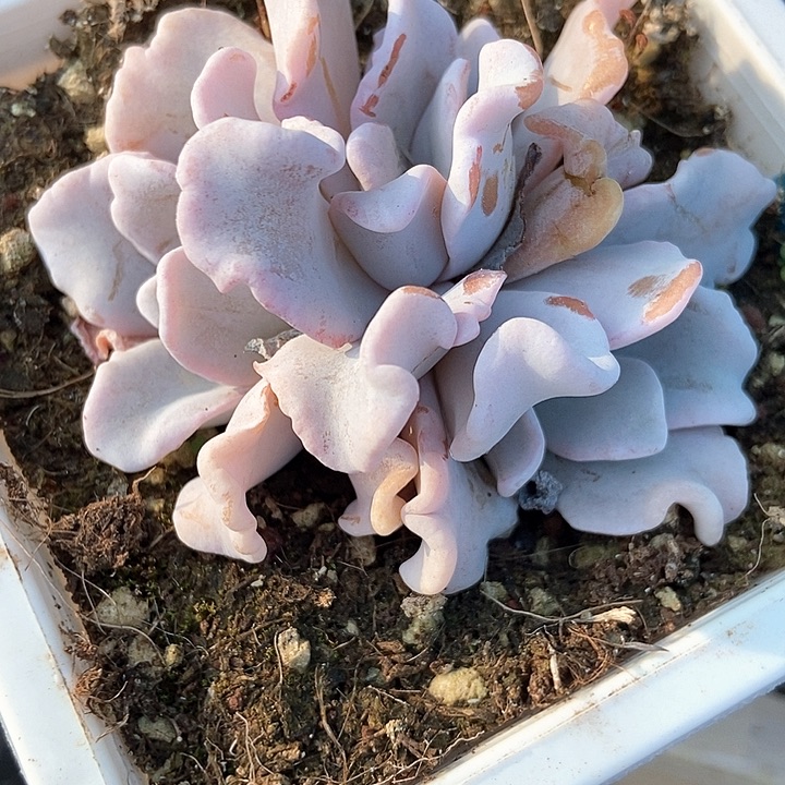 多肉植物芭蕾舞者群19