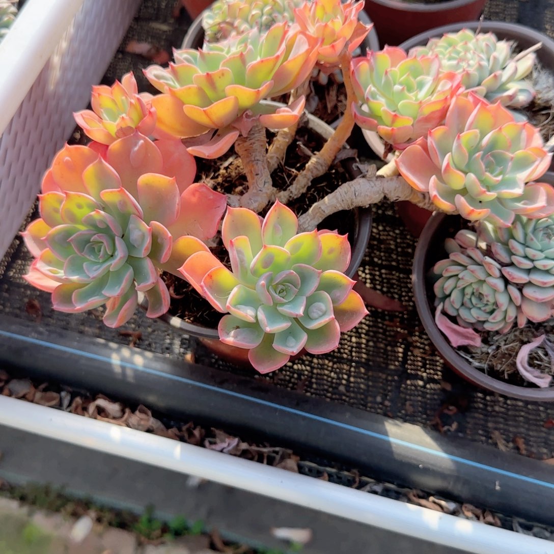 防***者无花朵雨滴大五头老桩