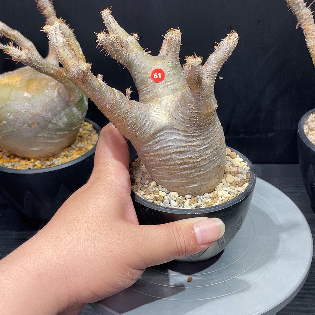 象牙宫带盆包邮哦