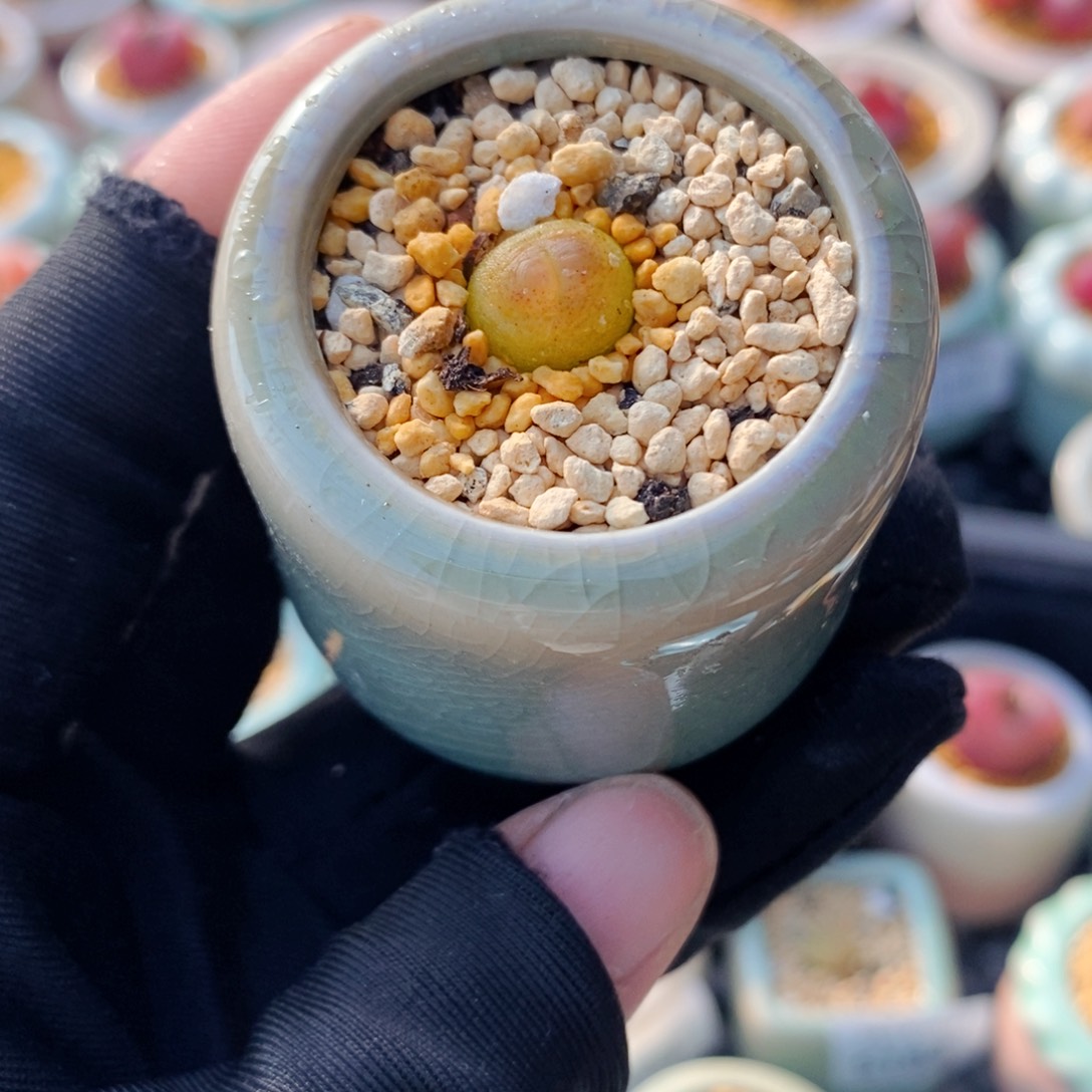 5201-一物一拍 带盆