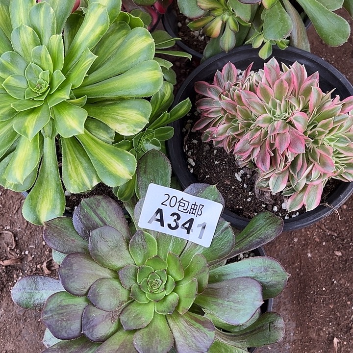 多肉植物341不售后