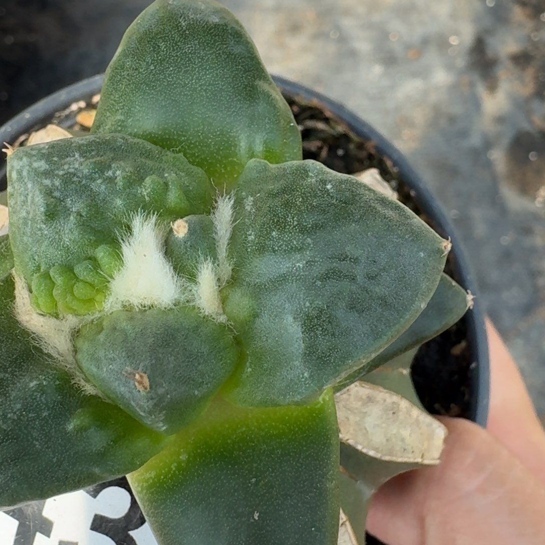 【闪购商品】我***水村主怒涛438