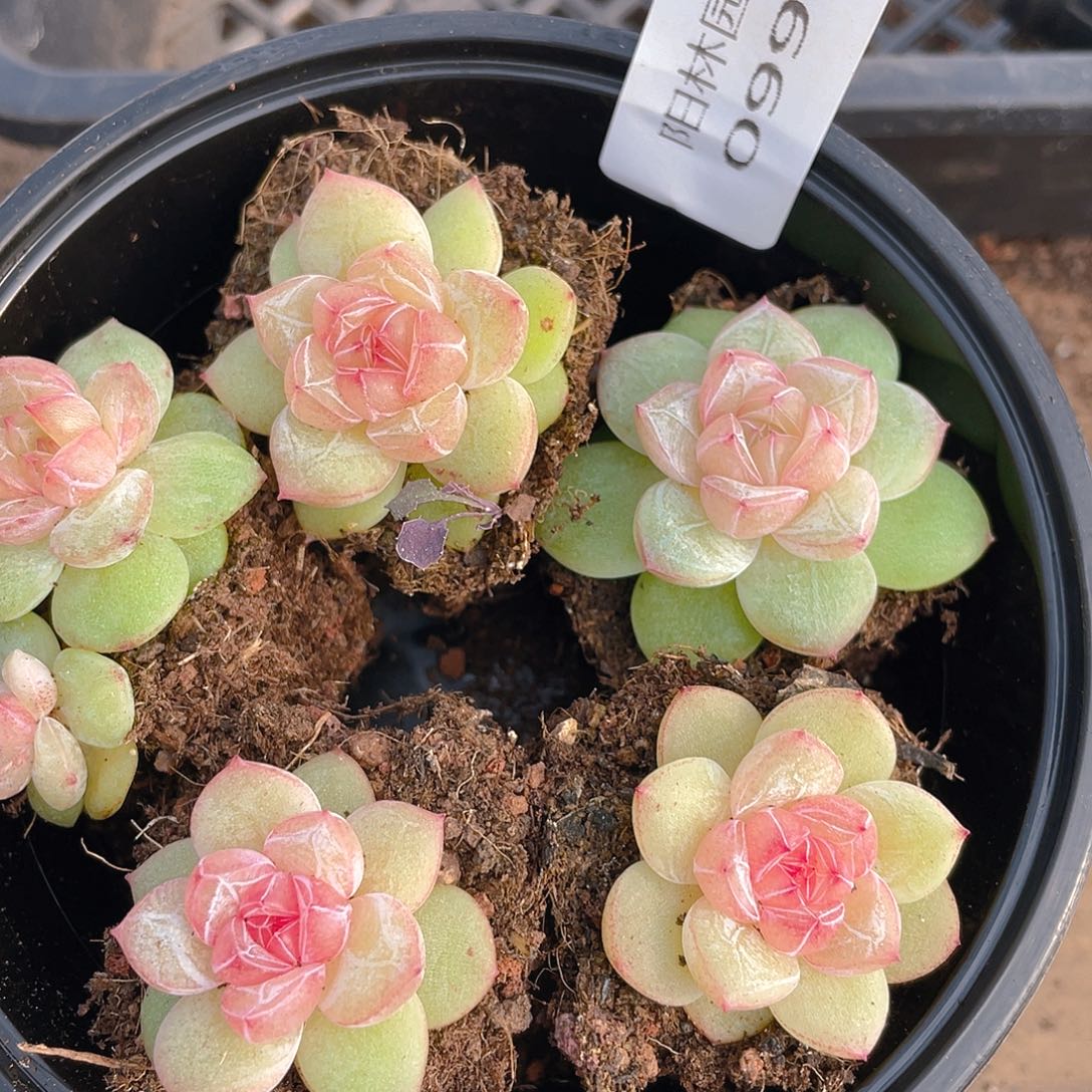 降***儿多肉植物多肉植物999