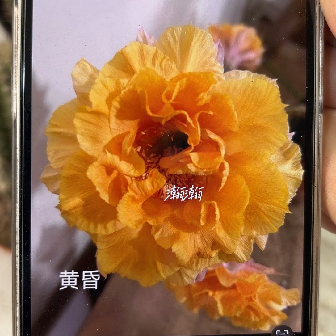 彩草青青5号6-7公分左右